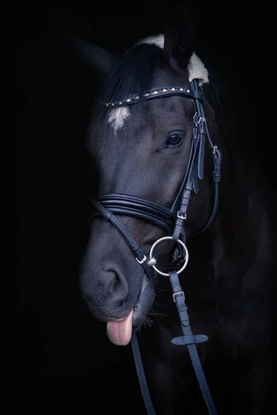 有黑色背景的马的黑白相间的头像 — 图库照片