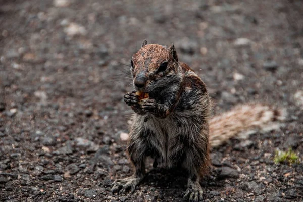 Nahaufnahme Eines Eichhörnchens Das Auf Den Kanarischen Inseln Gefangen Wurde — Stockfoto