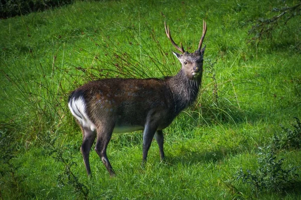 一只鹿站在绿地里 — 图库照片
