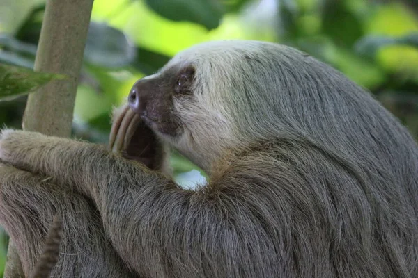 Sloth Arka Planda Bulanık Bir Görüntüsü — Stok fotoğraf