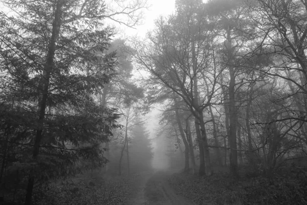 Сірий Знімок Темного Таємничого Лісу Високими Деревами Тумані — стокове фото