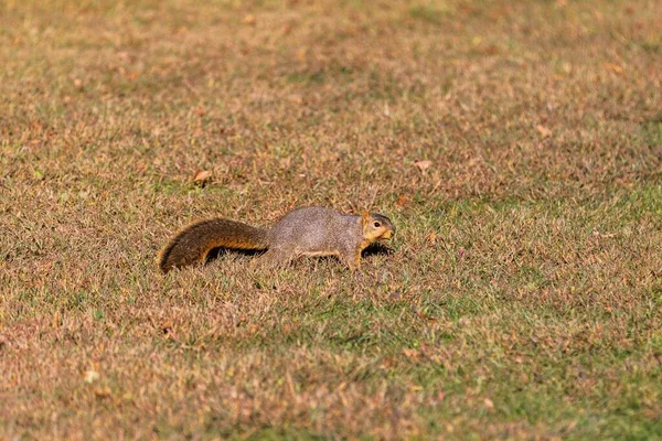 Zbliżenie Ujęcie Słodkiej Wiewiórki Długim Ogonem Polu Słoneczny Dzień — Zdjęcie stockowe