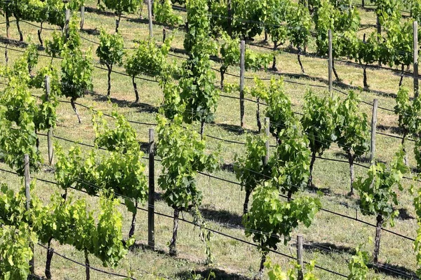 Wysoki Kąt Ujęcia Rzędów Drzew Winnicy Rioja Hiszpania — Zdjęcie stockowe