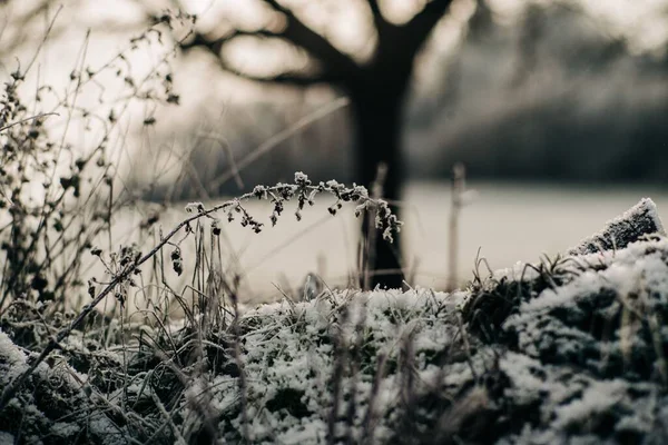 Снігове Поле Замерзлою Травою Взимку — стокове фото