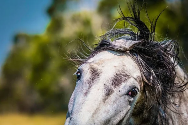 Eine Nahaufnahme Von Einem Schönen Weißen Pferdegesicht Dessen Haare Sich — Stockfoto