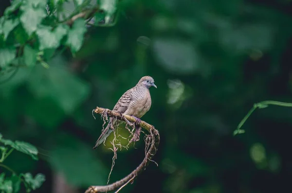 평온해 보이고 나뭇가지에 얼룩말 비둘기의 아름다운 — 스톡 사진