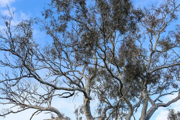 Ramos Árvore Eucalipto Contra Fundo Céu Azul — Fotografia de Stock
