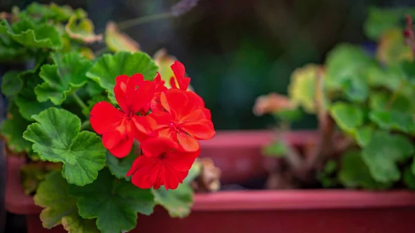 Primer Plano Flores Geranio Rojo Brillante Una Olla — Foto de Stock