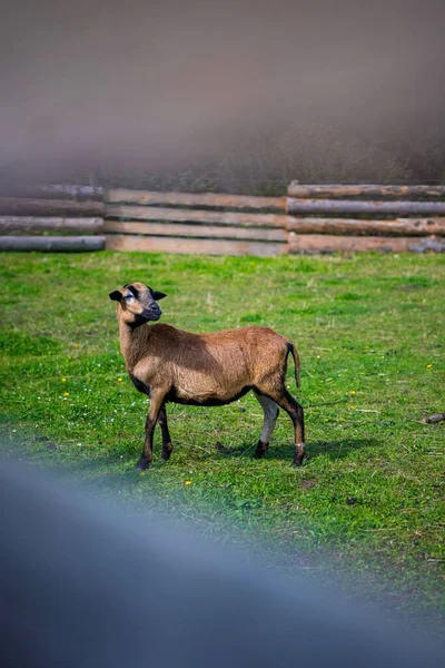 緑の農地を歩く茶色の色のカメルーンの赤ちゃん羊の垂直ショット — ストック写真