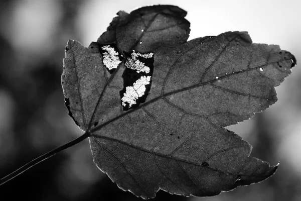 Skala Szarości Jesiennego Liścia Klonu — Zdjęcie stockowe