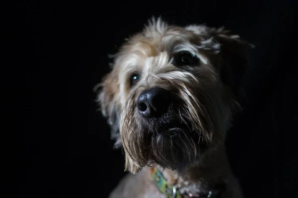 A closeup portrait of Soft-coated Wheaten Terrier looking away on black background