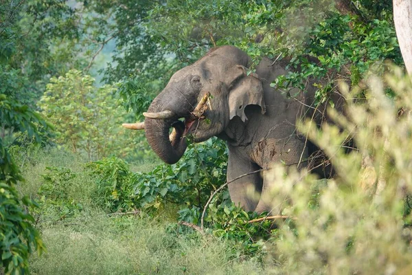 Ein Sumatra Elefant Frisst Grüne Baumblätter Wald — Stockfoto