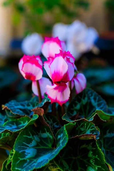 Μια Κάθετη Λήψη Ροζ Κυκλάμινα Λουλούδια Μια Κατσαρόλα Ένα Φυτώριο — Φωτογραφία Αρχείου