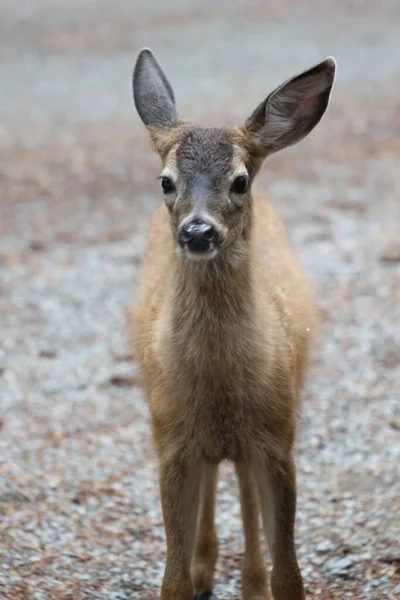 Vertical Adorable Baby Deer Portrait Captured Outdoors — Stock Photo, Image