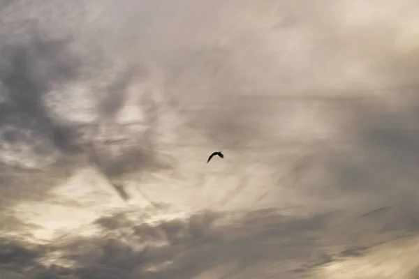 Pescăruş Cerul Înnorat — Fotografie, imagine de stoc
