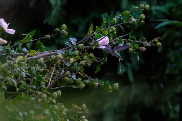 나뭇가지에 꽃봉오리의 — 스톡 사진