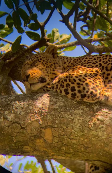 Милый Сонный Леопард Дремлет Толстой Ветке Дерева Серенгети Танзания — стоковое фото