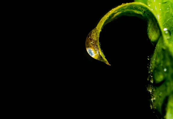 Крупный План Капли Воды Листе Черном Фоне — стоковое фото