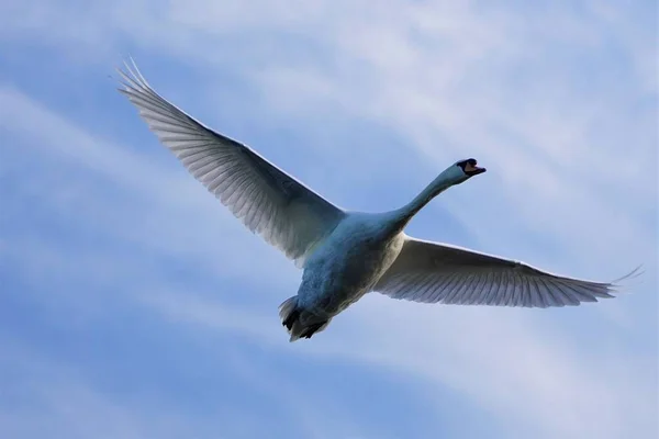 一只沉默的天鹅拍下了特写镜头 它张开了宽阔的翅膀 在蓝色的天空中飞翔 — 图库照片