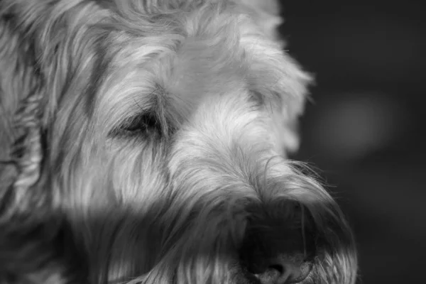 Ένα Κοντινό Πορτραίτο Του Soft Coated Wheaten Terrier Κοιτάζοντας Μακριά — Φωτογραφία Αρχείου