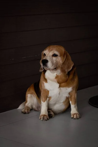 Piękny Widok Beagle Pozowanie Podłodze — Zdjęcie stockowe
