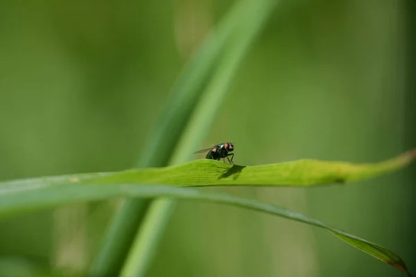 在模糊的背景下 一只小苍蝇栖息在绿叶上的特写镜头 — 图库照片