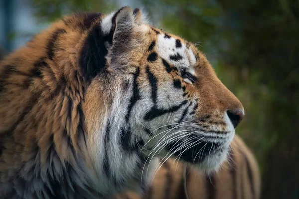 Μια Κοντινή Φωτογραφία Λεπτομέρειες Για Μια Όμορφη Τίγρη Της Βεγγάλης — Φωτογραφία Αρχείου