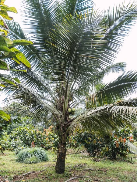 Bir Fidanlıktaki Palmiye Ağacında Yetişen Taze Hindistan Cevizlerinin Dikey Görüntüsü — Stok fotoğraf