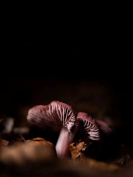 暗い黒の背景に森の中で栽培レピスタ ソルディダ菌の垂直ショット — ストック写真