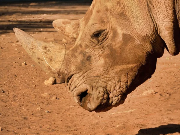 Ein Nashorn Der Safari Großaufnahme — Stockfoto