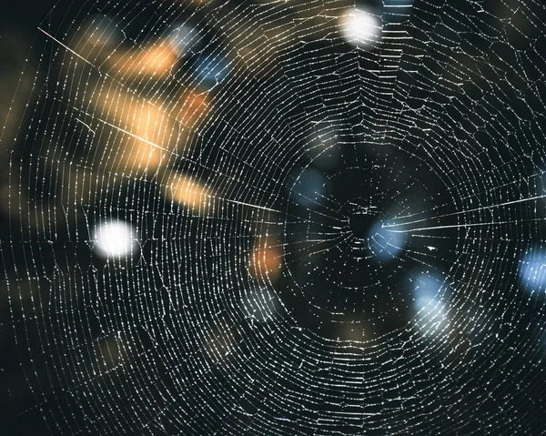 Eine Nahaufnahme Von Spinnennetzen Tautropfen Auf Verschwommenem Hintergrund — Stockfoto