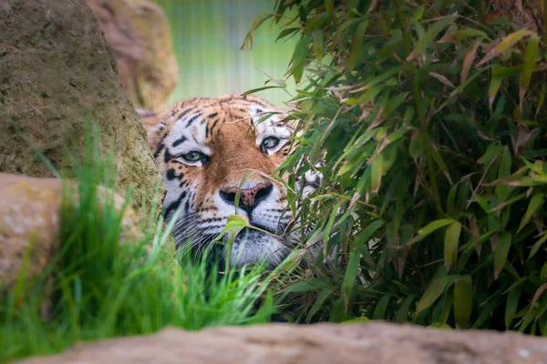 Primer Plano Hermoso Tigre Bengala Escondido Bosque —  Fotos de Stock