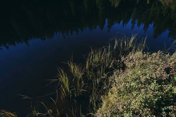 湖中生长着一缕美丽的绿叶 湖中的树木倒映在水面上 — 图库照片