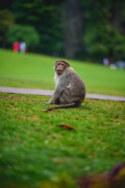 Foco Superficial Mono Sentado Sobre Una Hierba Verde Parque —  Fotos de Stock