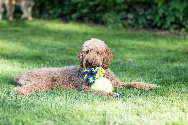 Портрет Пушистой Лабрадудл Собаки Лежащей Зеленой Траве Играющей Игрушкой Парке — стоковое фото