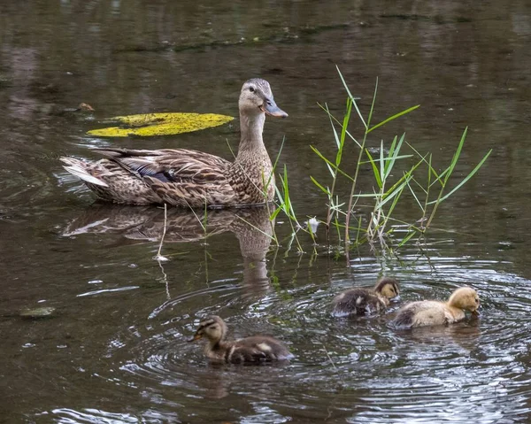 Closeup Mallard Its Ducklings Swimming Pond — Stock Photo, Image
