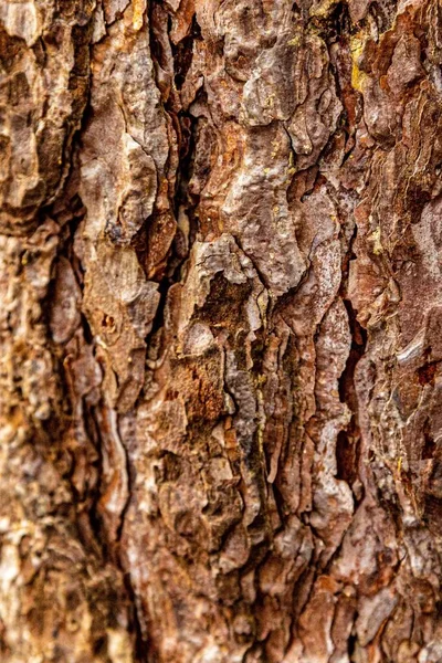 Вертикальний Знімок Кори Дуба Лісі — стокове фото
