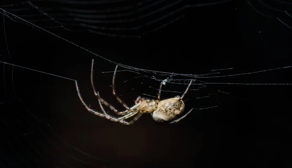 Ένα Κοντινό Πλάνο Μιας Αράχνης Έναν Ιστό Αράχνης Απομονωμένο Μαύρο — Φωτογραφία Αρχείου