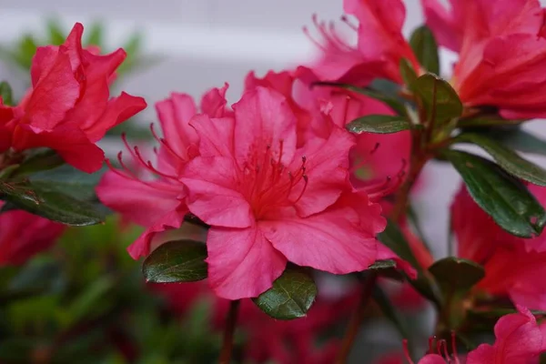 Primer Plano Flores Azalea Rosa —  Fotos de Stock