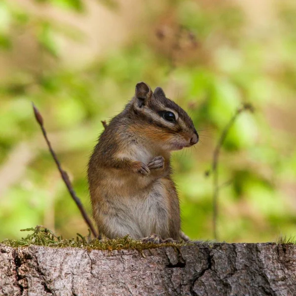 Closeup Adorable Squirrel Sitting Tree Trunk — Stock Photo, Image