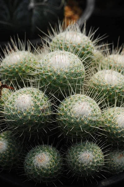 Een Verticaal Macro Shot Van Een Groene Cactus Plant — Stockfoto