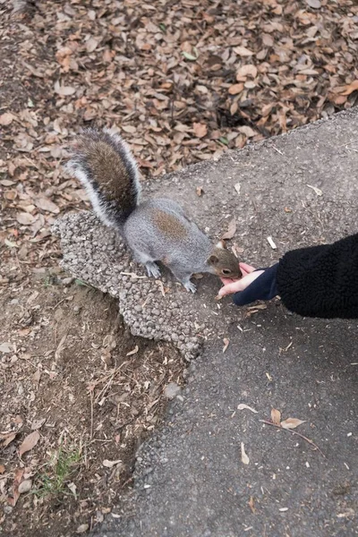 Vertical Cute Little Squirrel Eating Hand Human — Stock Photo, Image