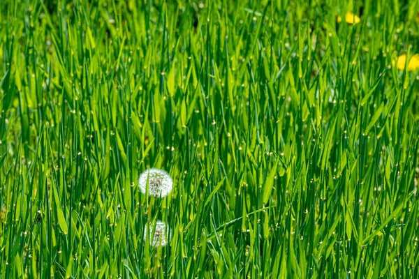 草地上的一片生机勃勃的蒲公英 — 图库照片