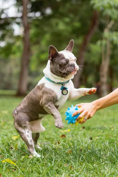Vertical Shot French Bulldog Grass Covered Field Playing Ball Daytime — Stock Photo, Image
