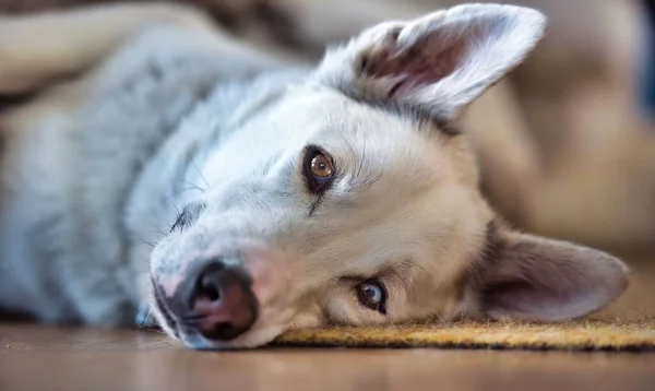 White Husky Blue Brown Eye Taking Nap Floor — Stock Photo, Image