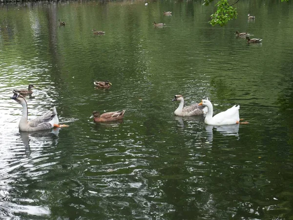 Beau Plan Nombreuses Oies Domestiques Dans Lac — Photo