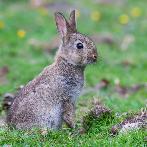 Çimlerin Üzerinde Bulanık Arka Planda Oturan Bir Tavşanın Yakın Plan — Stok fotoğraf