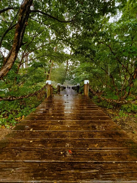 Вертикальный Снимок Мокрой Деревянной Дороги Лесу После Дождя Дневном Свете — стоковое фото