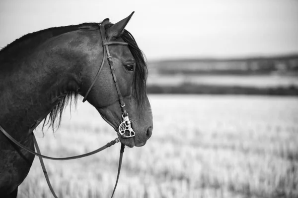 Seletivo Cavalo Artístico Com Freio — Fotografia de Stock