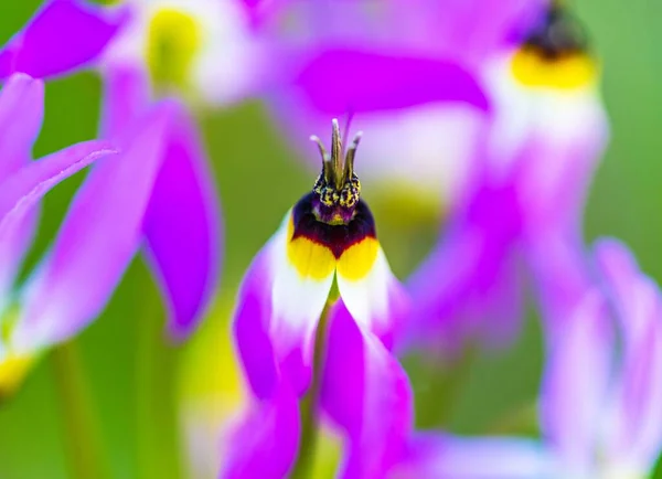 Selektywne Ognisko Purpurowego Primula Kwiecie Clevelandii Dorastającego Polu — Zdjęcie stockowe